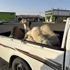 حشو قصب العدد ثلاثه