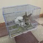 أرانب للبيع