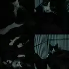 قطط لتبني