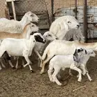 غنم رفيديه خلفات تم البيع الله يبارك لشاري