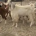 للبيع غنم حريات معزا مصريات