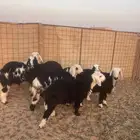 خرفان نجد تم البيع الله يبارك له