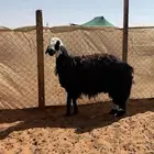 ثنوات متاومات 2 و3 طيبه