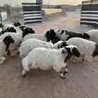 نعيم جبر العدد 30