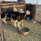 طليان جدعان جرم شعرة