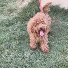 انثى توي بودل