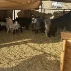 عارضيات 3 و الجفار 3 و مغزى وحده هولندية مع الفحل