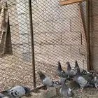 طبات زاجل سباق