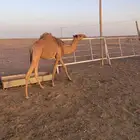 للبيع حشو