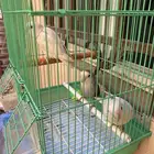 طيور ببغاء روز