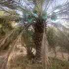 مركز السر