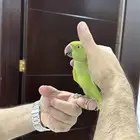 انثى درة اليف