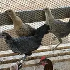 دجاج