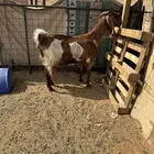 عنز مشروكه جرم فاخر حاصب قريبت ولاد
