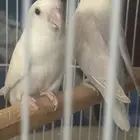 زوجين روز كلها منتجه البينو الحجم