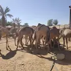 قعدان صومالية مفاريد جملة وتفريد