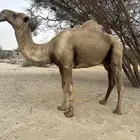 بيش العبادلة