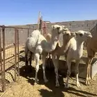 قعدان مفروده