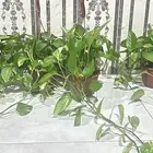 اشجار داخليه جميله جدا