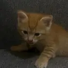 قط للتبني عمره شهرين