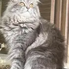 قط هملايا للتبني