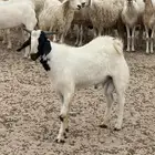 تيوس بلديه جذعان