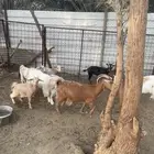 معزا