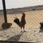 ديك و دجاجتين