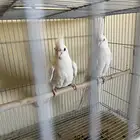 زوج كروان البينو