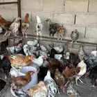 ديكه ودجاج