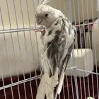 للبيع طير كروان هولندي