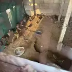 سمان بري للبيع