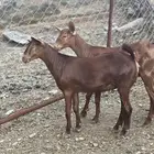 جفار دهم تأسيس مراح