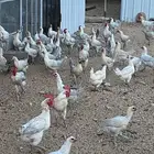 الطايف