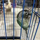 كنيور اناناس تركواز محجل