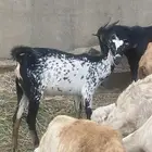 غنم باشيات