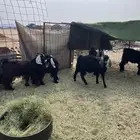 تيوس مخاصي مقفلات