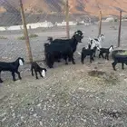 ( تم. البيع )معزاء متاويم للبيع