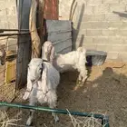 تيوس 2