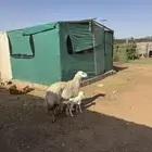 للبيع حريه متوم