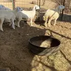 ذبايح ثلاجه