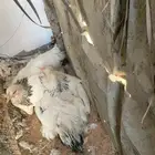 براهما كولمبي