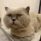 قط همالايا جميل ( لتبني )