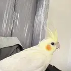 طير كروان مفقود