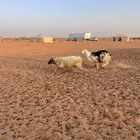 رخال ذبايح طيبه جذعه وثنية