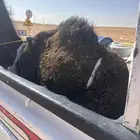 قعود العمر 8 شهور