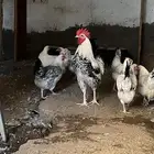 ديك و6 دجاجات