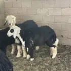 خروف نجدي