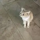 قط أليف بجانب موبايلي