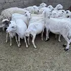 غنم للبيع
